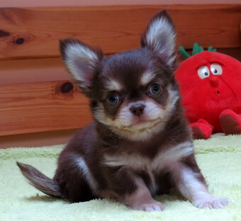 Čivava dlouhosrstá s PP (FCI) - 4