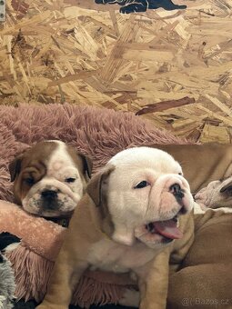 Anglický buldok s PP FCI - 4