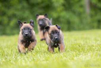 Belgický ovčiak Malinois šteniatko s pp rodokmeňom - 4