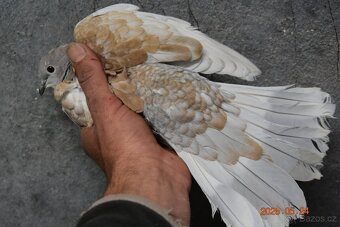 Prodám hrdličky -hybridní F1. Zahradní x Chechtavá - 4