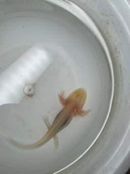 Axolotl - 4