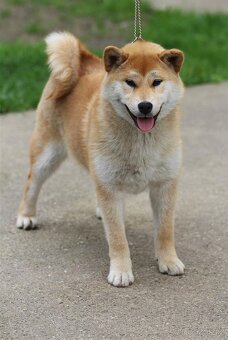 Shiba Inu s PP FCI - 4
