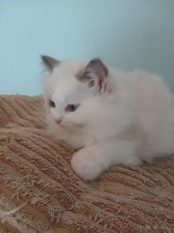 Ragdoll kočička s PP - 4
