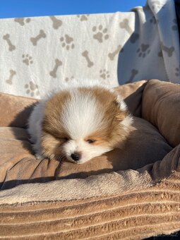 Pomeranian, nemecký špic - 4