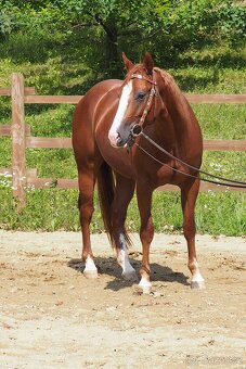 Quarter Horse Valach 2021 - 4