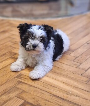 Jorkšírský teriér - pejsci s PP - 4