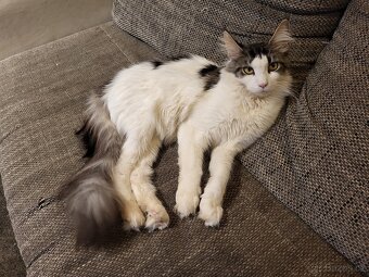 Mainska mývalí - 4