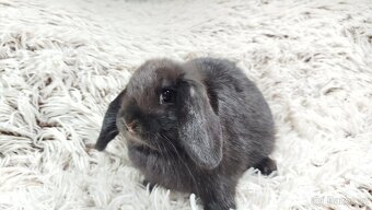 Zakrslý beránek, králíček, králík - BRUNO - 4