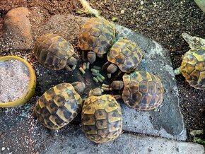 Želva zelenavá - mláďata - 4