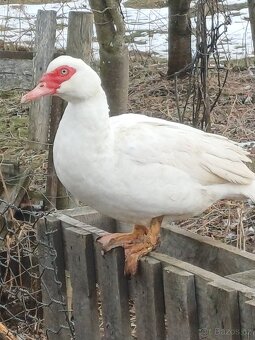 Kachna pižmová - 4