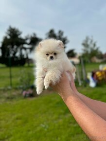 Pomeranian s PP štěňatka - 4