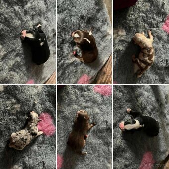 Miniaturní americký ovčák - 4