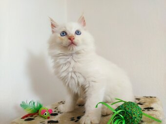 Ragdoll - 4
