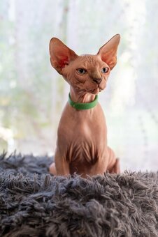 Kanadský sphynx kocourek - 4