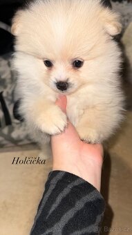 štěňátka pomeranian - 4