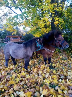 Shetland pony s pp - 4
