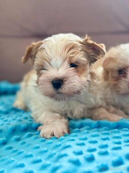 Biewer  jorkšírský teriér - 4