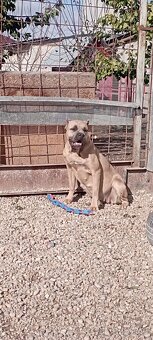 Cane Corso šteniatka - 4