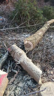 Ořechové dřevo - 4