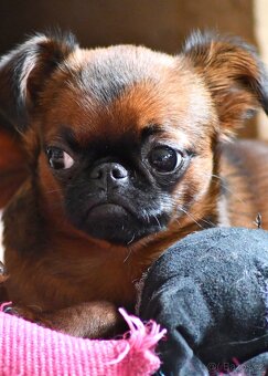 brabantík - štěně s pp - 4