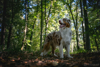 CZJ MC Flektogon 35/2,4 el. - 4