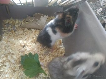 Křeček syrský/zlatý - 4