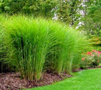 Okrasná trávy - 4