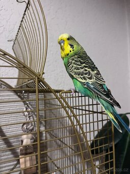 Andulka vlnkovaná - 4