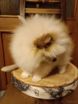 POMERANIAN s PP - 4