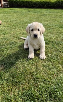 Štěňátka labradora s PP - 4