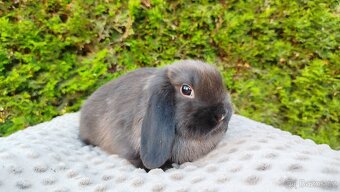 Zakrslý beránek, králíček, králík - PATRIK - 4