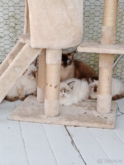 Ragdoll - 4