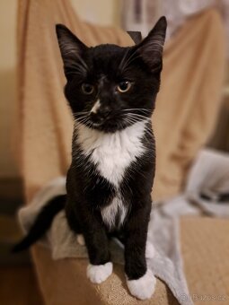 Tříměsíční kocourek - 4