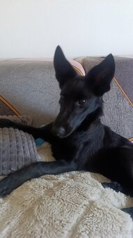 Kříženec, fena 9 měsíců hledá domov - 4