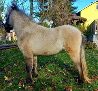 Hřebeček pony - 4
