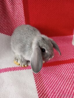 Zakrslý beránek králíček - 4