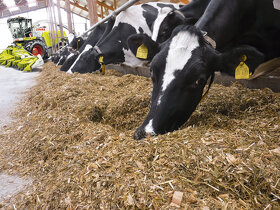 SHREDLAGE CLAAS JAGUAR 950 - 4