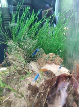 Krevetky Neocaridina Blue Dream modré - 4