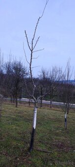 Stříhání , výsadba ovocných stromů - 4