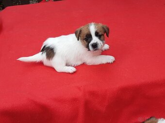 Jack russell terier - 4