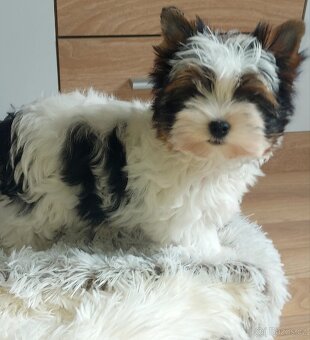 Biewer yorkshire terrier - 4
