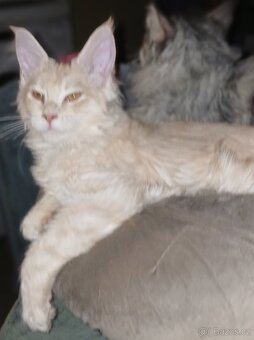 Mainska mývalí koťata s PP - 4