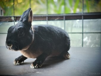 Zakrslý rex tříslový černý samice s PP oceněna - 4