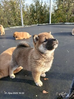 Shiba-Inu - štěňata - 4