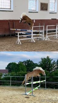 Hafling hřebeček - 4