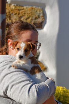 Jack Russel teriér s PP - TUWE - 4