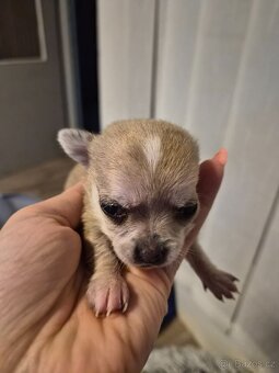 Prodám štěně minicivavy - 4