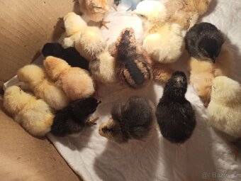 Nasadová vajíčka dvorkový mix - 4