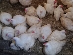 Domácí kuřata  a kachny - 4