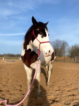 Hřebečci,Valášek American Paint Horse - 4